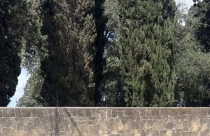 Alberi spariti, la protesta del Comitato “Vogliamo Alberi” a Nettuno
