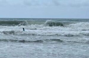 Surfisti sfidano le onde e salvano tre giovani che rischiavano di annegare
