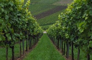 Franciacorta: lo spumante italiano che compete con lo Champagne Franciacorta