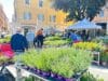 “Anzio in Fiore” fino a domenica 3 maggio, in Piazza Pia allestiti numerosi stand. In Piazza Garibaldi il mercatino dell’artigianato