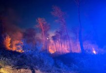 Incendio alla Pineta della Campana a Nettuno, almeno sessanta ettari distrutti delle fiamme